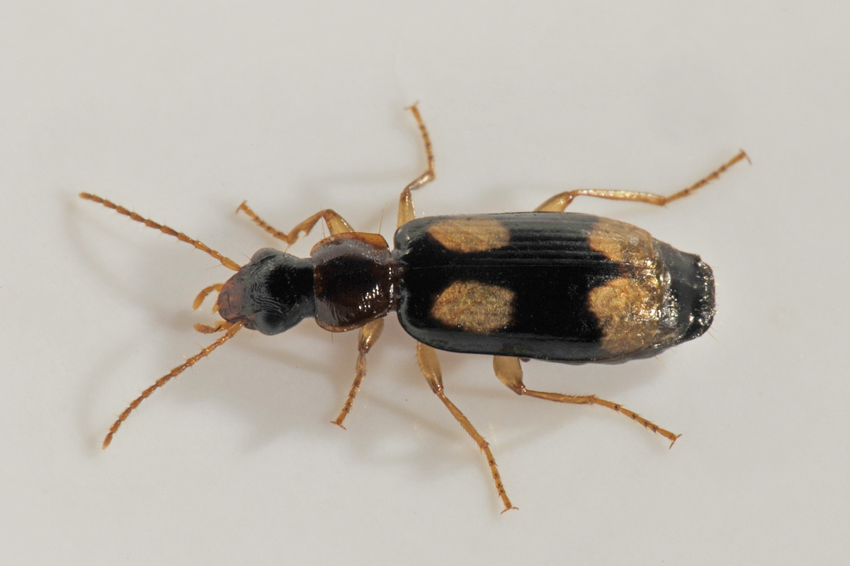 Carabidae: Dromius quadrimaculatus?  S !